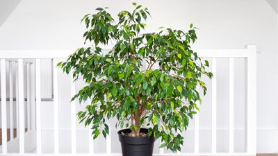 Why is my weeping fig dropping leaves? 3 causes and solutions