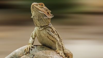 32 quick tips for taking care of bearded dragons