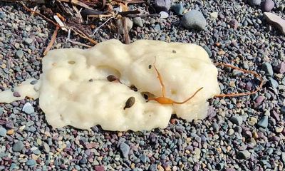 Mysterious gooey blobs washed up on Canada beaches baffle experts