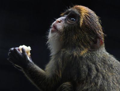 A Hong Kong zoo seeks answers after 9 monkeys die in 2 days