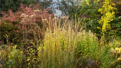 Best fall plants for privacy – 11 beautiful choices for seasonal garden screening