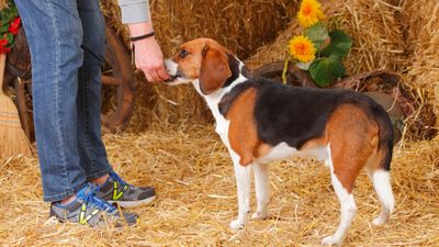 If your dog only responds when you have a treat, try this trainer's simple advice