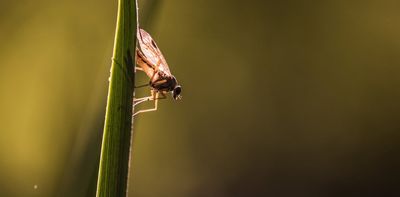 We tend to keep away from midges and – even when in swarms – they tend to keep away from each other