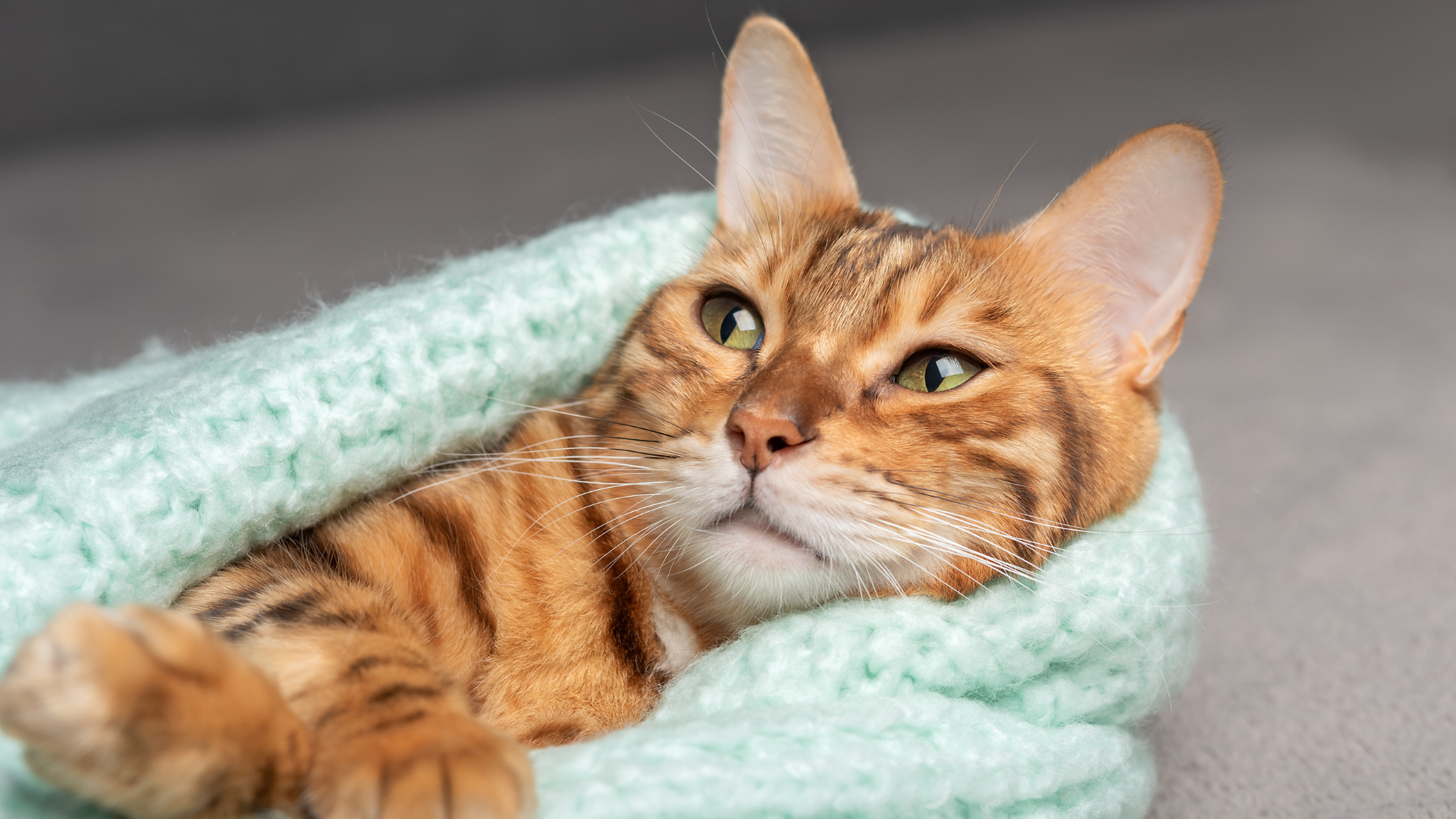 Do cats get cold? How cold is too cold for cats in…