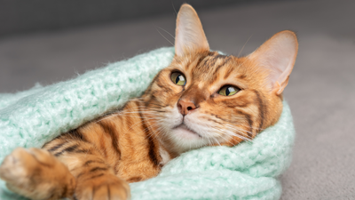 Do cats get cold? How cold is too cold for cats in winter