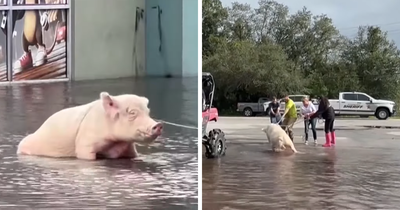 People Fleeing Hurricane Milton Abandon Their Pig, She Gets Rescued And Named Millie