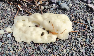 Bizarre Oozing 'Blobs' Take Over Canadian Beach: 'I've Never Seen Anything Like This, Never'