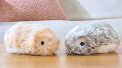 Casio has made a robot guinea pig and it's as cute as heck