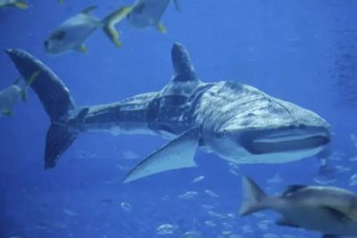 Aquarium Visitors in China Shelled Out Big Bucks to See the World's Longest Fish. It Was Actually a Robot