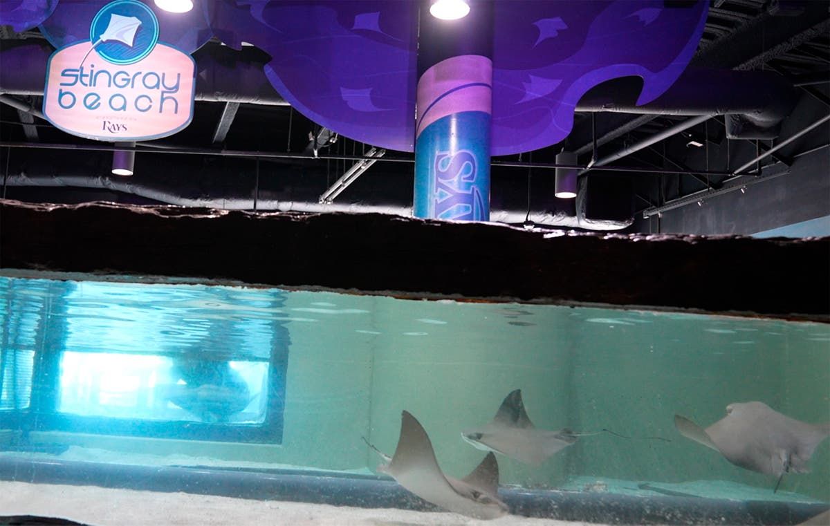 Safe! Florida Aquarium's Stingrays Ride Out Milton In…