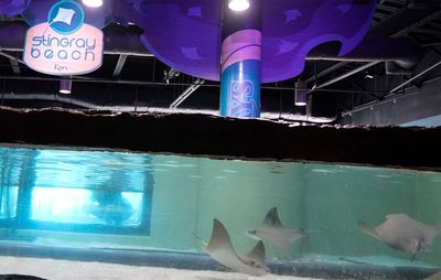 Safe! Florida Aquarium's stingrays ride out Milton in MLB Rays' ballpark tank