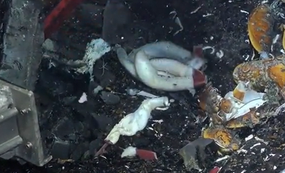 Ghostly white giant worms appear to be reproducing under the seafloor where tectonic plates meet