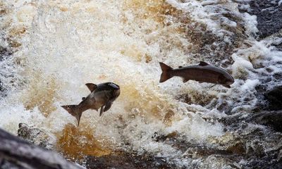 The Guardian view on wild salmon: falling numbers point to a deeper malaise