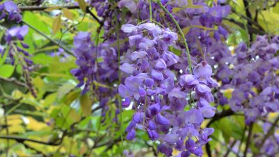 What to do with wisteria in the fall – to ensure your climbers bloom better than ever next year