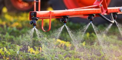 An immediate ban has been issued for the herbicide dacthal. What are the health risks?