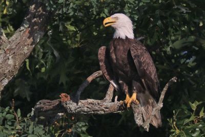 91-Year-Old North Carolina Man Faces Prison Time for Killing Bald Eagle with High-Powered Rifle