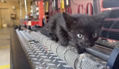 Firefighters Find Cat Inside Engine After Car Owner Complains of Unexplained Meowing