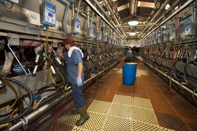 More suspected human bird flu cases