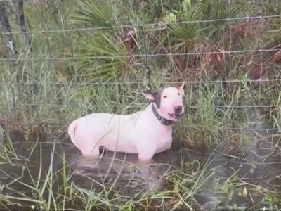 Florida man charged over dog left tied to fence as Hurricane Milton swept in