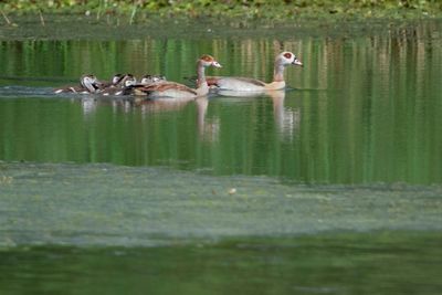 Egyptian Geese Spread Wings In France, Threatening Biodiversity