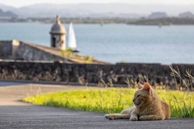 Hissed Off: San Juan Cat Removal Plan Prompts Outcry, Lawsuit