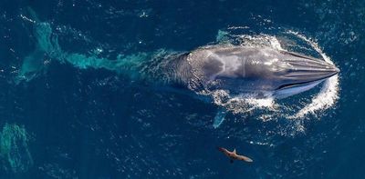 Social media footage reveals little-known ‘surfing’ whales in Australian waters