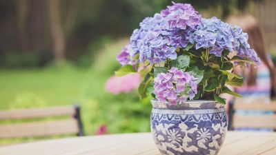 5 Dos and Don'ts Of Growing Hydrangeas In Containers — Planting Tips You'll Want to Know About