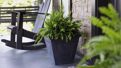 How to overwinter a Boston fern – 5 easy steps to keeping your fern happy through the coldest season