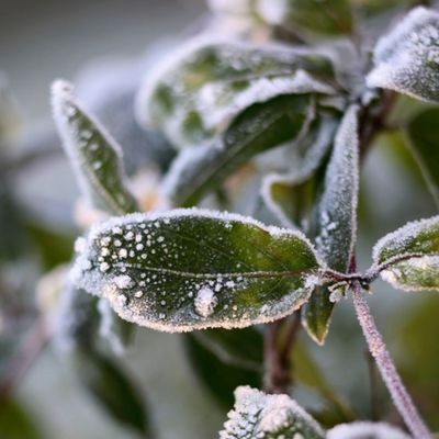 5 common overwintering mistakes to avoid if you want your plants to survive the colder months