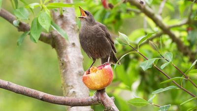 What to feed birds from the kitchen: 10 foods birds are sure to love and 5 to stay away from.