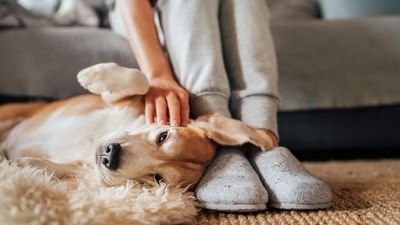 32 dos and don'ts of pet sitting