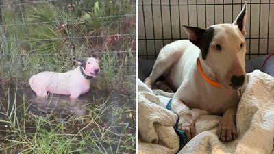 “Justice Prevails”: Man Who Tied Dog During Hurricane Milton Charged After Trying To Reclaim Pet