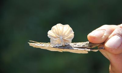 Fungi could be given same status as flora and fauna under conservation plan