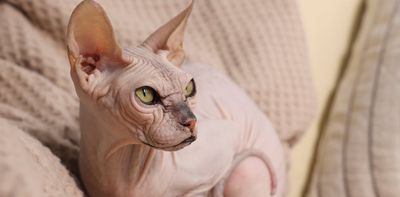 The ‘bully cats’ bred to resemble American bully dogs and how fashion is creating mutant pet breeds