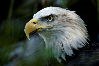 91-Year-Old North Carolina Man Faces Prison Time for Killing Bald Eagle with High-Powered Rifle