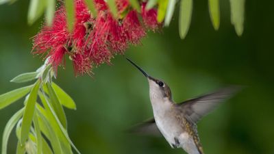 Bottlebrush tree problems – 3 expert-approved solutions to common garden woes