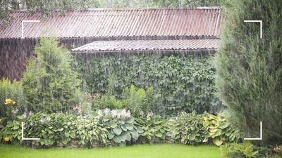 5 ways to protect your garden from heavy rain this season: limit the damaging effects