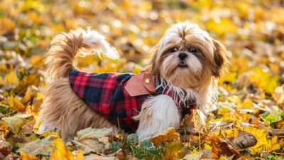 How to keep a dog warm outside: 7 tips to keep them safe in cold temperatures