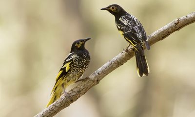 Regent honeyeaters have ditched their typical tune for a shorter, simpler song. Why?