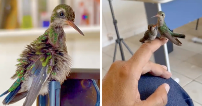 This Guy Saved A Baby Hummingbird And Soon Found Out She Wasn’t Alone