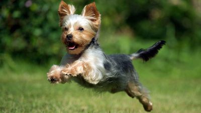 22 super-cute toy dog breeds