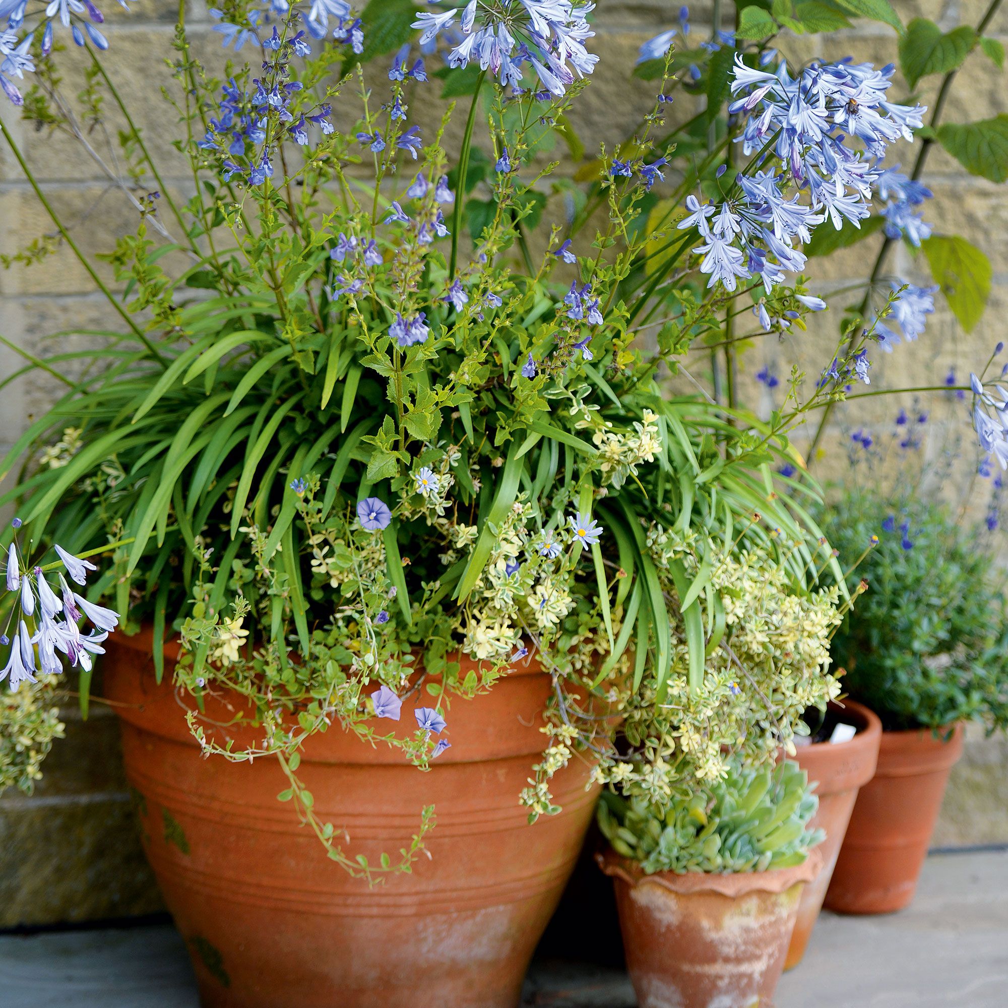 How to protect potted plants from very heavy rain