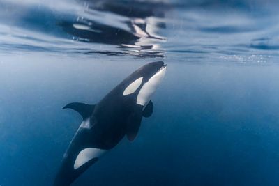 ‘Access to food is not the problem’: new orca study deepens mystery behind endangerment