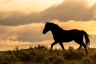 Wyoming rangers stop blowing up dead horses due to wildfire risk