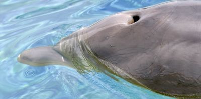 Microplastic pollution is everywhere, even in the exhaled breath of dolphins – new research