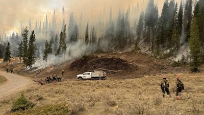 Climate Change Is Forcing Forest Service to Stop Time-Honored Tradition of 'Obliterating' Dead Horses with Explosives