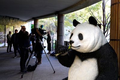 The pandas have landed! Here's what you need to know