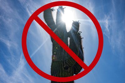 Mayor Bans 'All Official and Private Cacti' from Town Buildings and Schools After Man Suffers 'Ugly Injury' from Spiky Plant