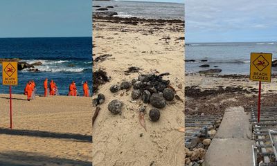 The Mystery Around Those Balls On Coogee Beach Has Been Revealed After Council Conducts Tests