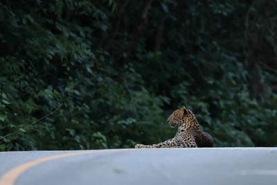 Leopard spotted in national park